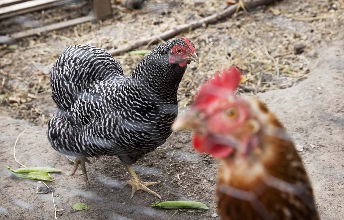 Udover solceller kan man finde høns i gården. Kælehøner. Det synes Troels Glismann også bidrager til at ville passe på naturen. 