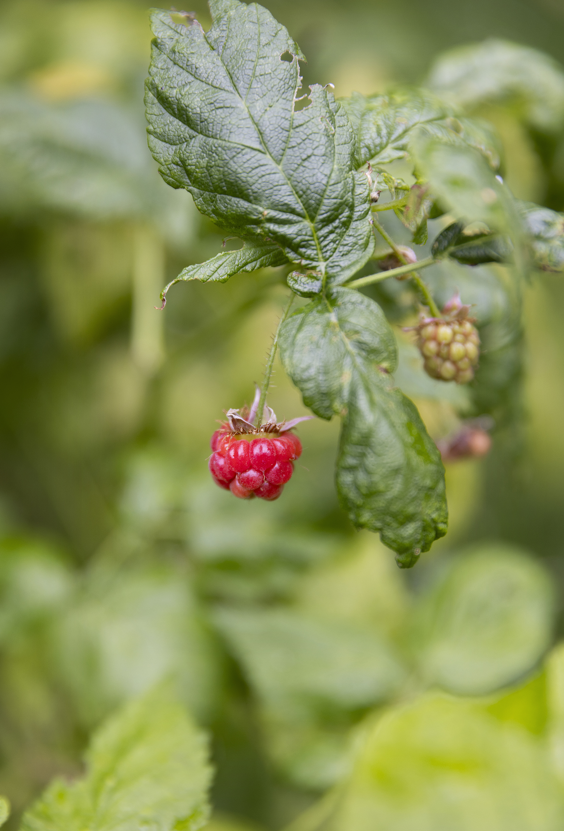Med hjælp fra både beboere og naturens kræfter har A/B Ørholm transformeret deres fællesgård til en frodig oase midt i byen.